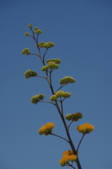 Very tall agave flower stem under blue sky
