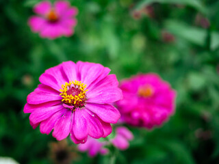 Obraz premium nature in forest