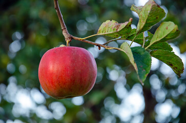 ripe apple on a tree branch, ripe apple,