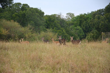 Obraz na płótnie Canvas young waterbucks and impalas in masai mara