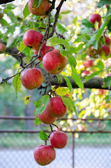 ripe apples on the tree, apple fruits in the wild