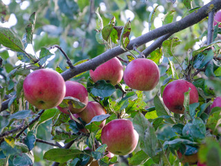 ripe apples on the tree, apple fruits in the wild