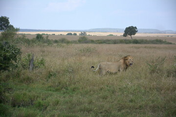 lion in masai mara