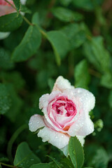 smell roses in the garden