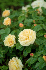 smell roses in the garden