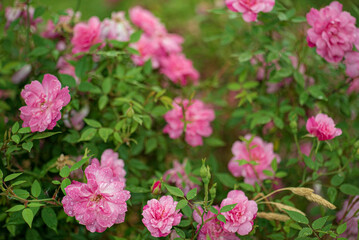 Fototapeta na wymiar smell roses in the garden