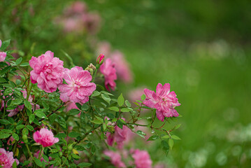 smell roses in the garden