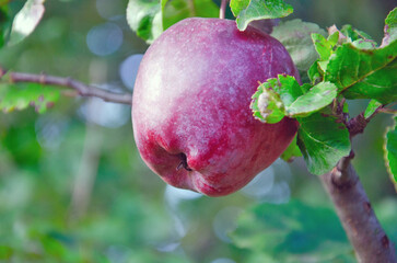 ripe apple on a tree branch, ripe apple,