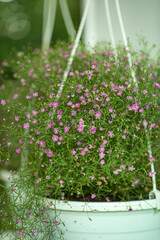 little gypsophila pink  in the pot