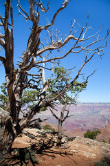 Dead trees surrounding the Grand Canyon in Arizona, USA	