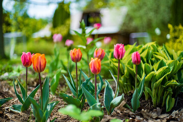nice tulips in the garden