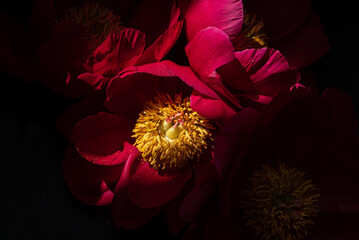 red peonies  on the black background