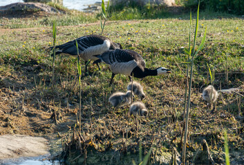 birds in flight , ducks family