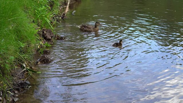 The mallard duck mother swimming in the pond, calling her ducklings, waiting for them. The kids hurriedly pluck the grass near the shore and swim to the parent, gathering around her. All in water