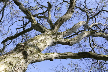 branches of a tree birch abstract shapes