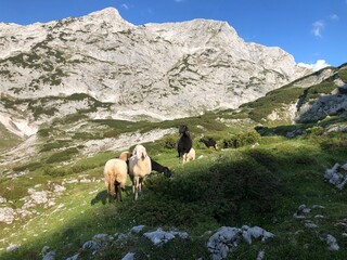 Fototapeta premium Schafherde