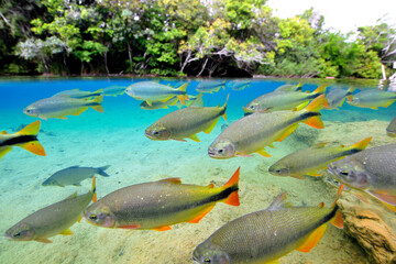 Characins or Piraputangas, Brycon hilarii, Balneario Municipal, Bonito, Mato Grosso do Sul, Brazil