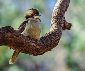 Kookaburra 