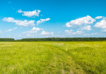 Fototapeta premium beautiful summer fields