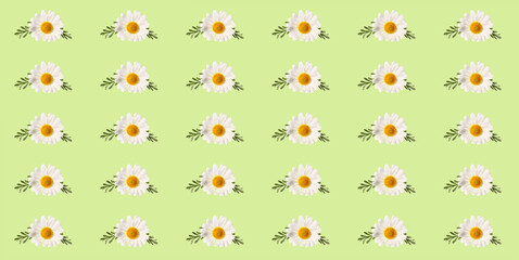 Fresh chamomile flower on white background