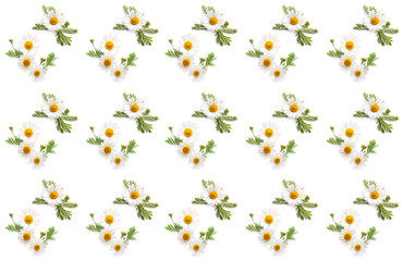 Fototapeta na wymiar Fresh chamomile flowers on white background