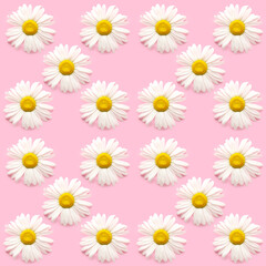 Obraz premium Fresh chamomile flower on white background