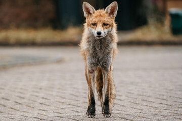 portrait of a fox in the wild
