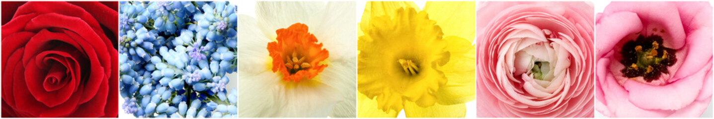 Collage with different beautiful flowers, closeup view