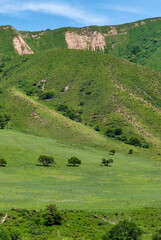 Fototapeta premium landscape with hills