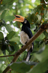 Bird in Banana beach in Thailand