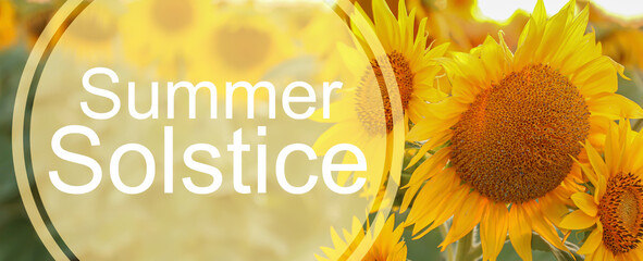 Banner with beautiful sunflower field and text SUMMER SOLSTICE