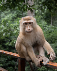 Naklejka na ściany i meble Sitting monkey in Phuket Thailand