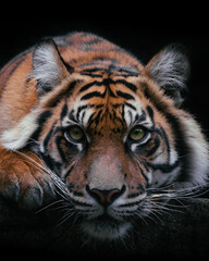 Sumatran tiger in Australian Zoo