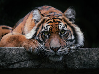 Sumatran tiger in Australian Zoo