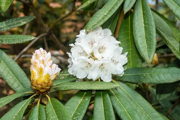Photo sur Plexiglas Azalée Tree rhododendron