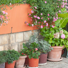 A lot of clay flower pots with flowering and green plants. Ornamental Garden. Home garden landscape