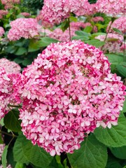 pink hydrangea flowers