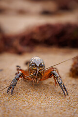 A crawdad hides amongst the seaweed on a sandy beach