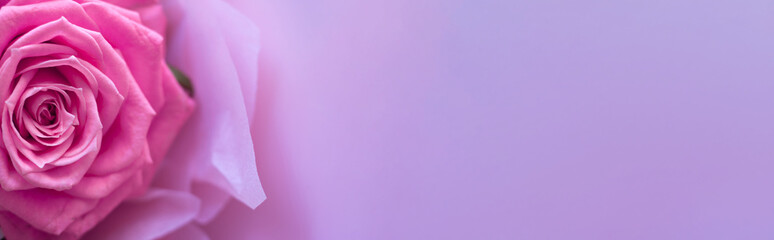 Beautiful pink rose on a pink background, space for text. Floral card design. Floral banner. Copy space for your text. Template layout. Can be used for wallpaper, wedding cards, web page banner