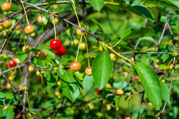 Obraz premium Dark red, orange, yellow and green cherries at different stages of maturity hanging from a green cherry tree in a fruit garden from a polish local farmer on a sunny day in spring or summer