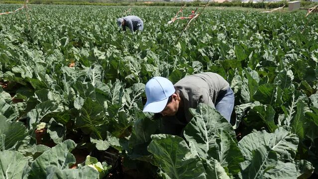 Asian woman farmer with knife picking fresh organic cauliflower cabbage in crates on farm