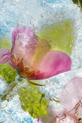 Colorful background of summer flowers and roses in frozen water with bubbles