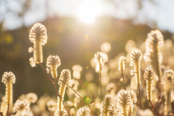 Green mulla mulla at Wartarrka National Park (Kings Canyon). Central Australia.