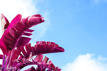 Tropical banana palm of unusual magenta color against blue sky