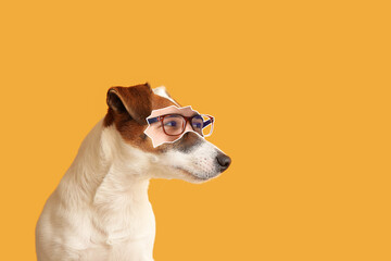 Cute Jack Russell Terrier with human eyes on orange background