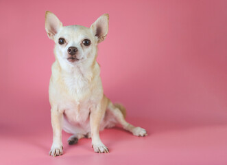  fat brown  short hair chihuahua dog, sitting on pink background with copy space, looking at camera, isolated.