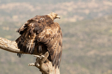 Adult male Golden eagle, on his favorite vantage point, with the first light of day in a Mediterranean mountain ecosystem