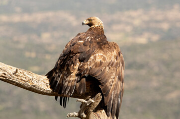 Adult male Golden eagle, on his favorite vantage point, with the first light of day in a Mediterranean mountain ecosystem