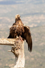 Golden eagle male in his favorite watchtower protecting a recently hunted rabbit with the first light of the morning