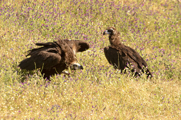 Black vultures in a field full of flowers in spring in a Mediterranean forest with the first light of the day